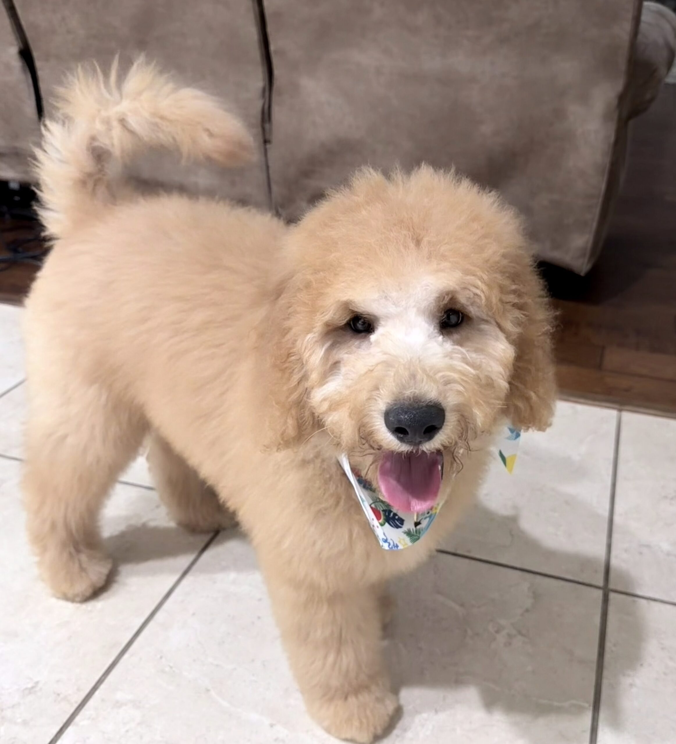 Leo - goldendoodle puppy for sale
