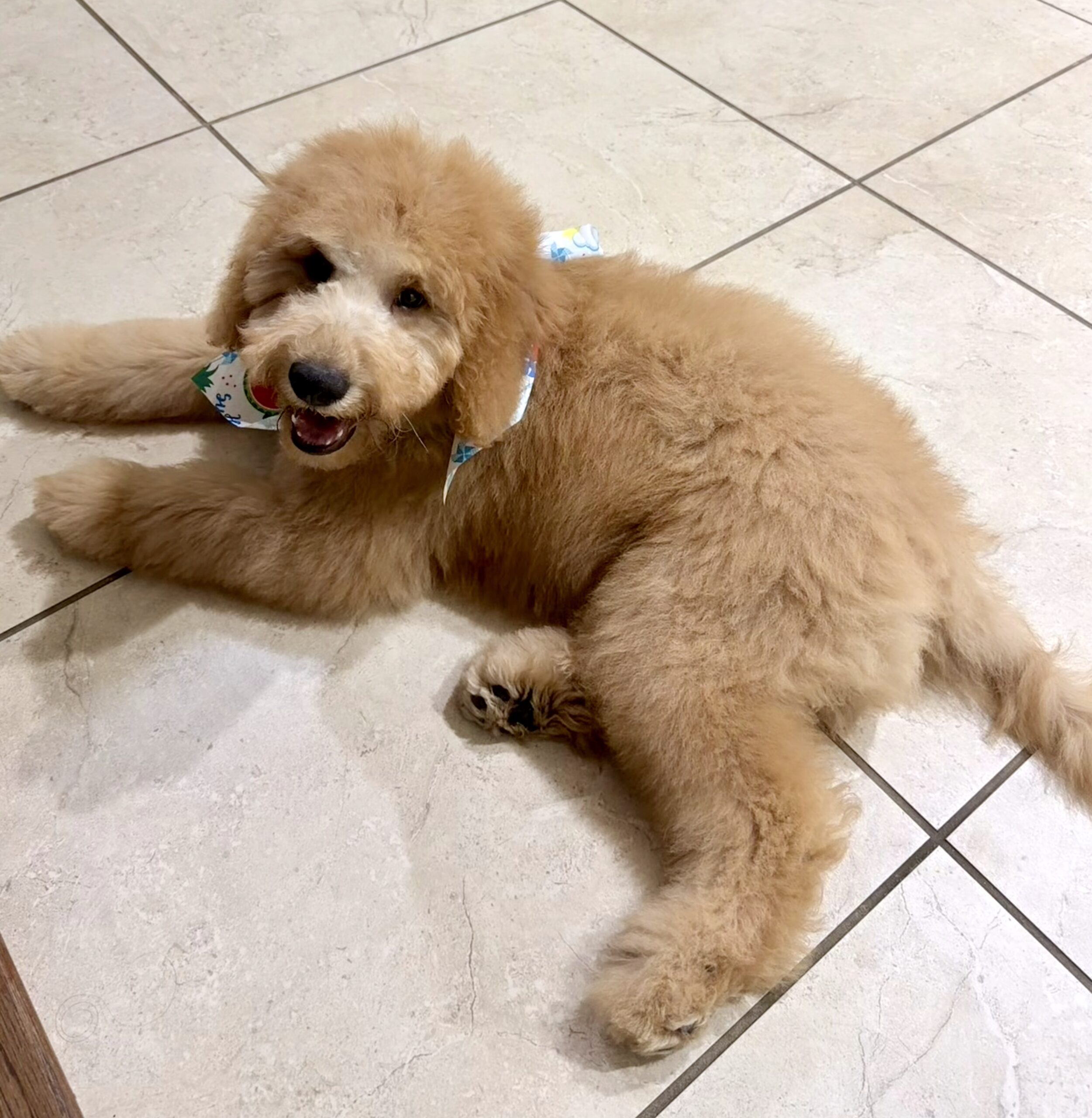 IMG_20260707_170516 Shania - female goldendoodle pup