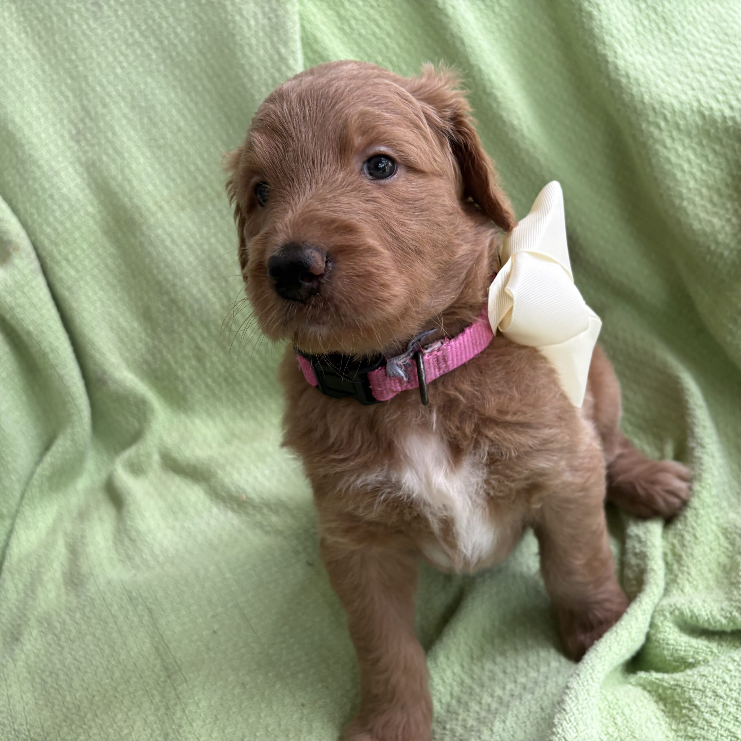 Peepers - female goldendoodle in Houston, Texas
