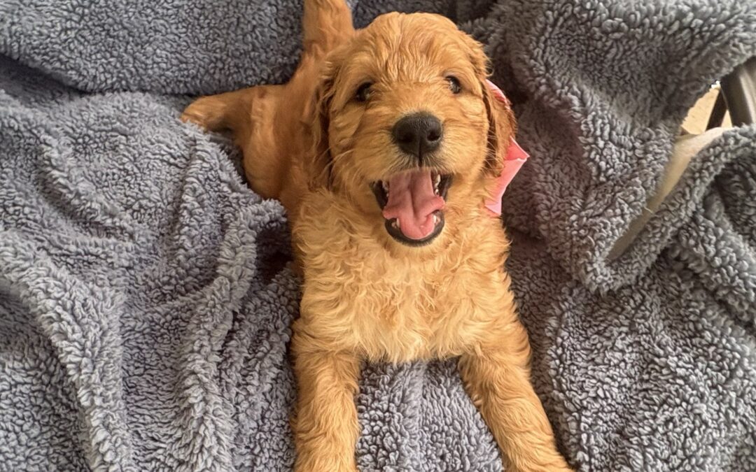 Penny