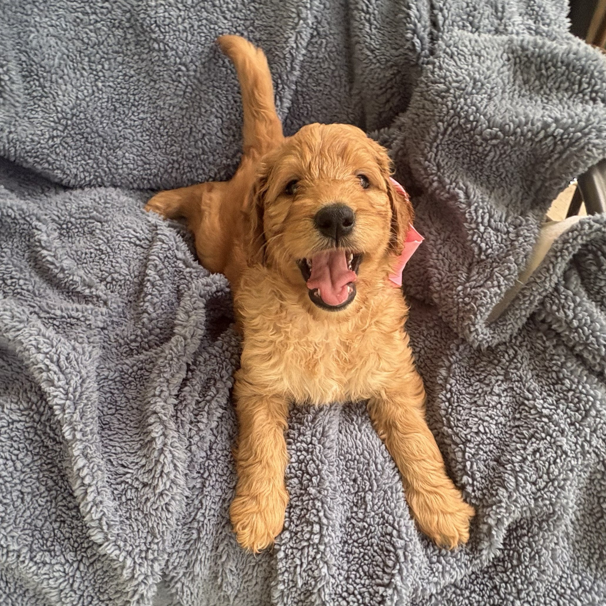 Penny - shaggy goldendoodle puppy