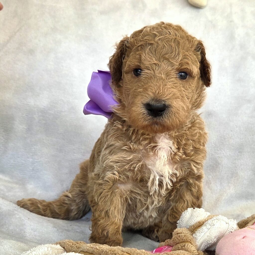 Apricot Goldendoodle puppy for sale in Houston with a soft wavy coat
