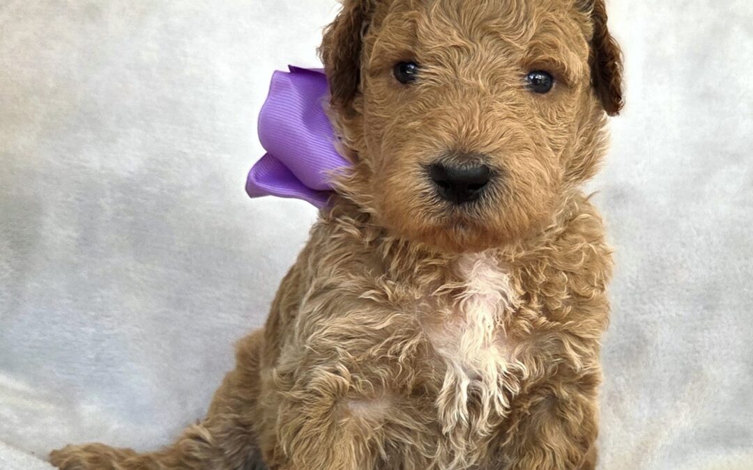 Houston Goldendoodle Puppies for Sale