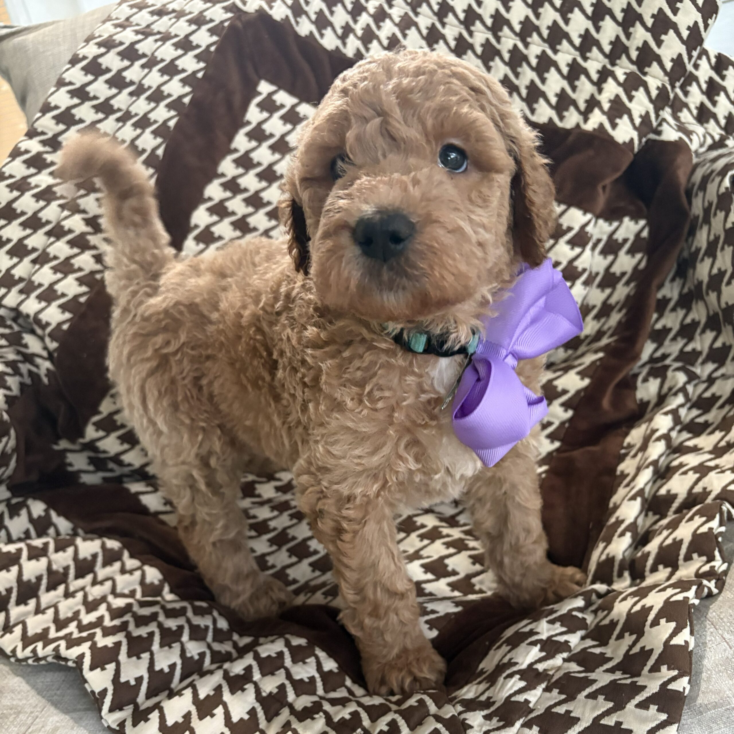 Bonnie - curly goldendoodle puppy on a checkered blanket