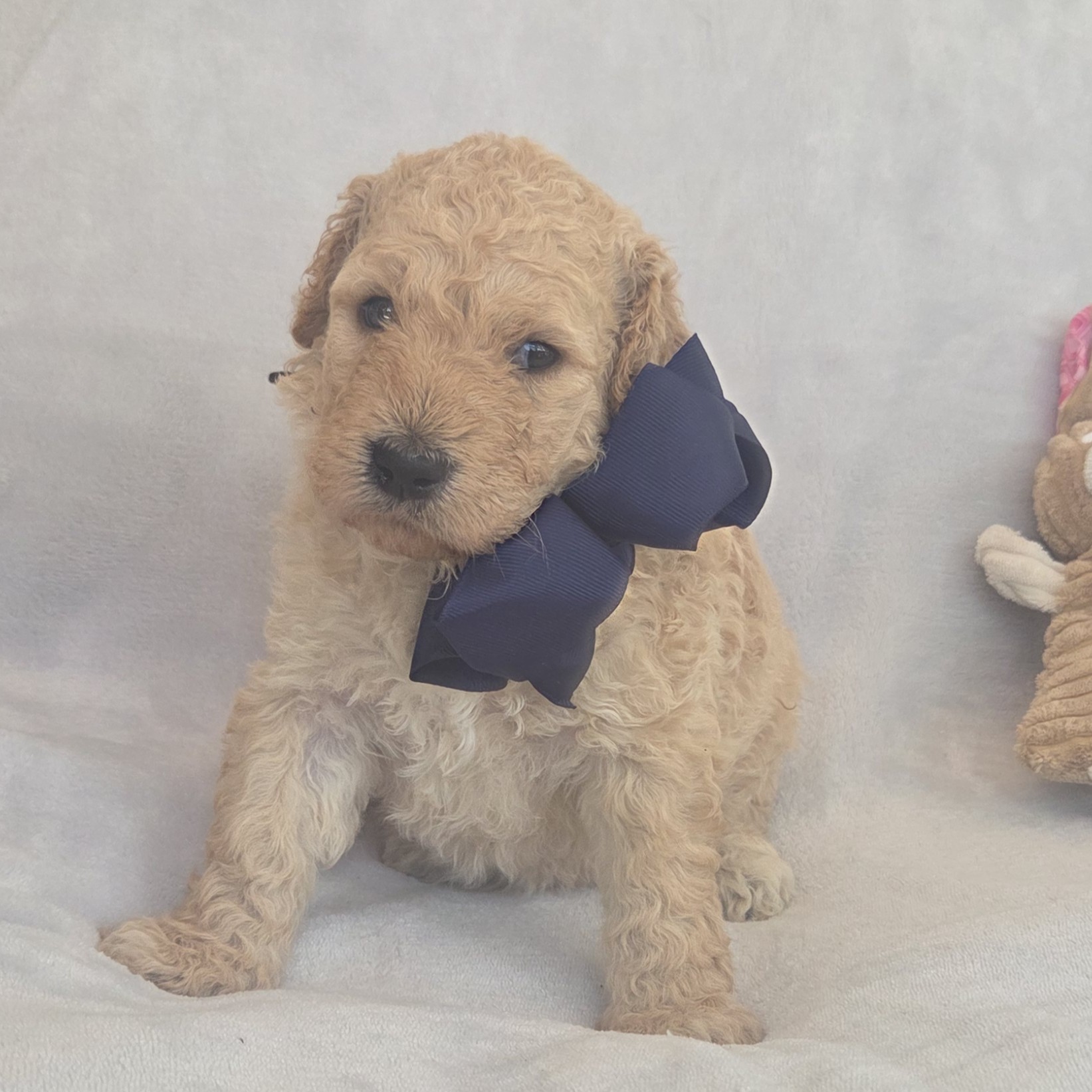 Bowie- goldendoodle puppy boy