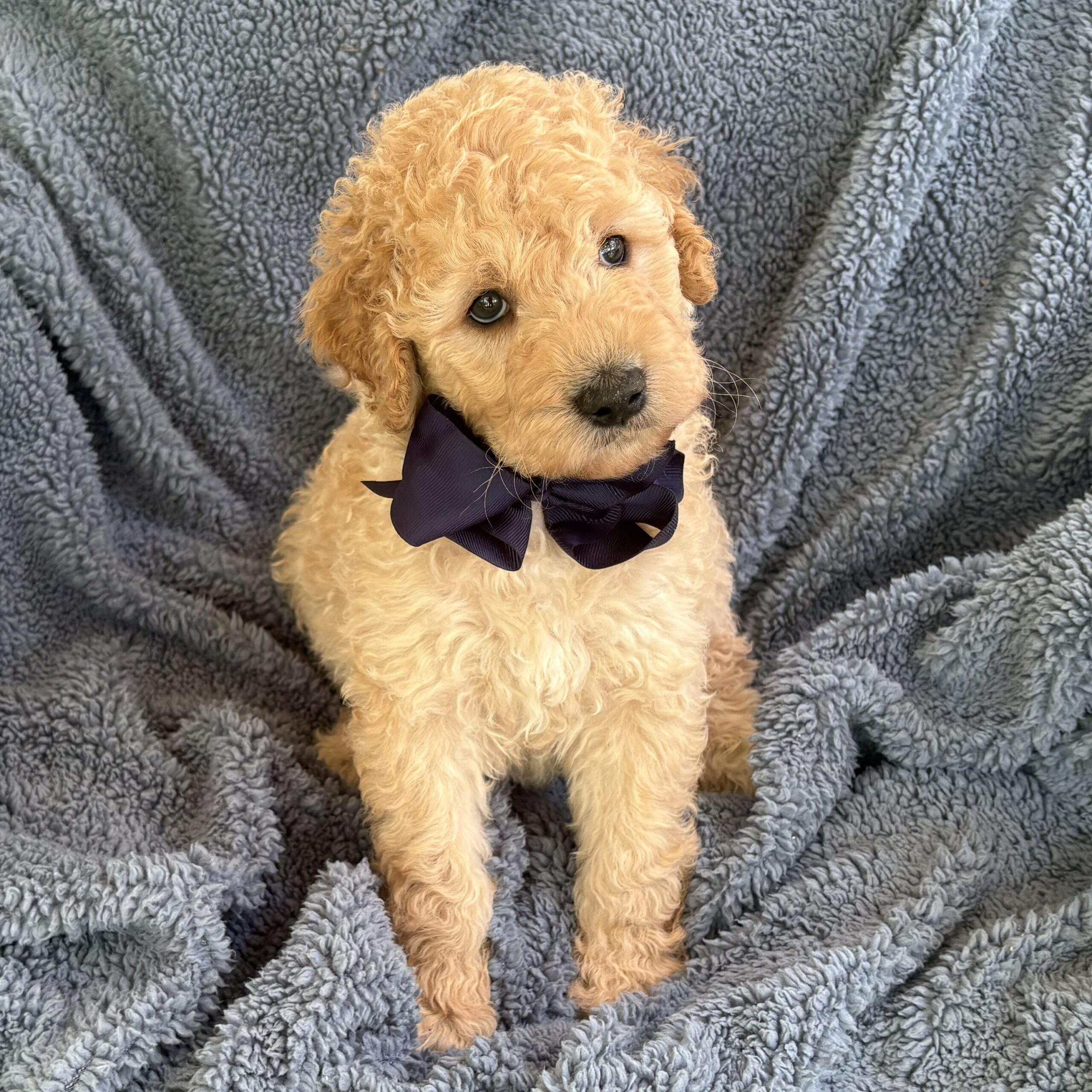 Bowie - goldendoodle puppy with a black bowtie