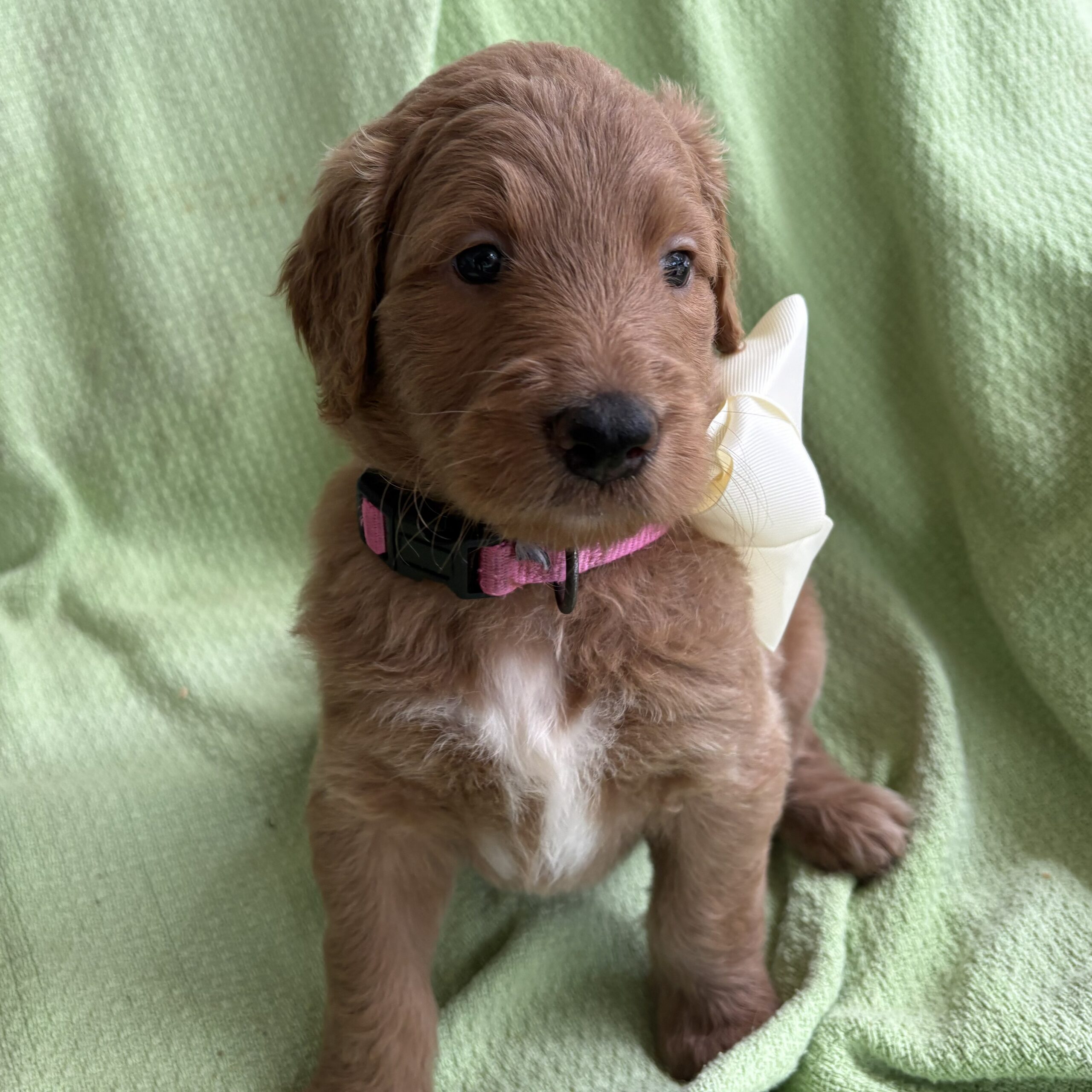Peepers - female goldendoodle puppy on a green blanket