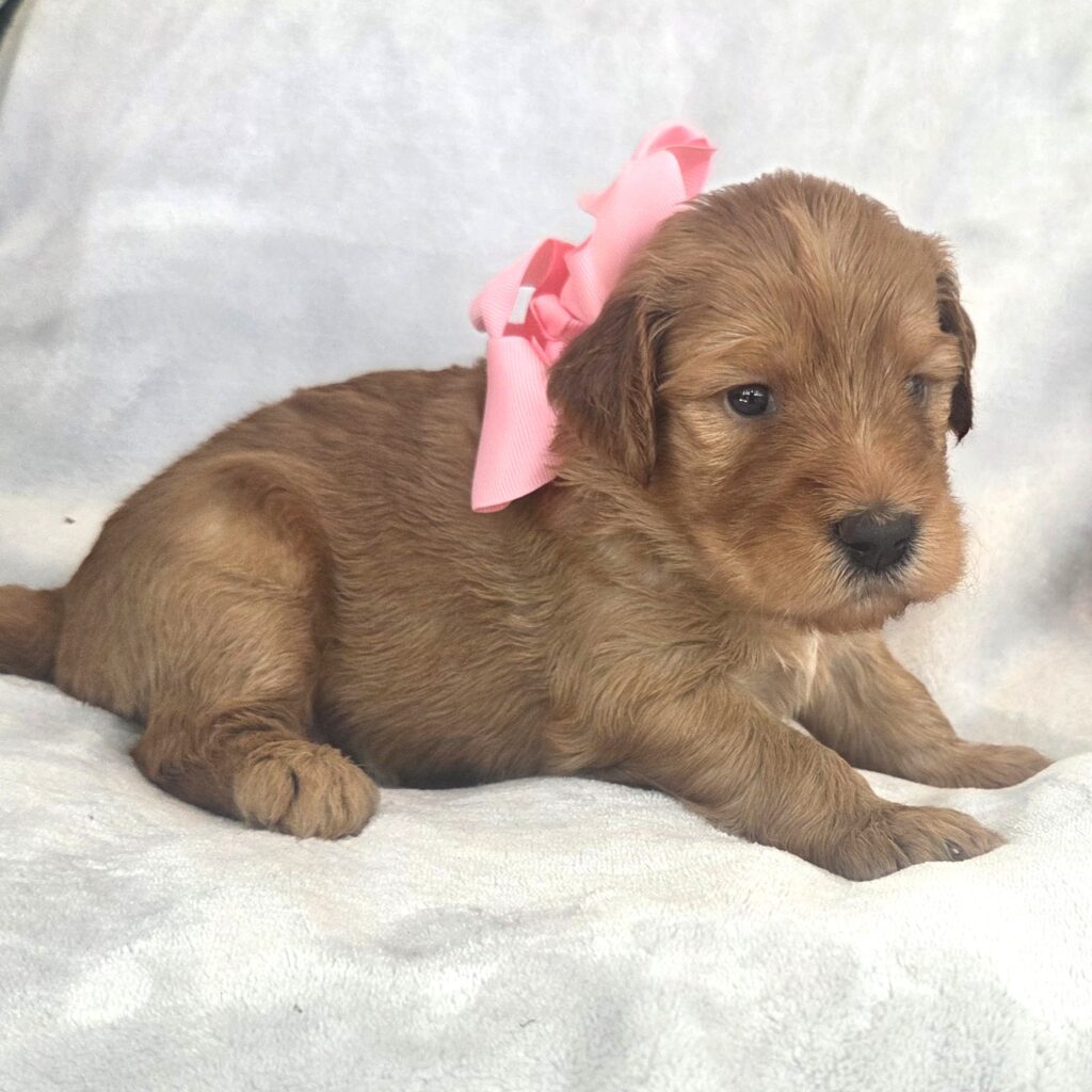 Red Goldendoodle puppy sitting on a blanket in Houston