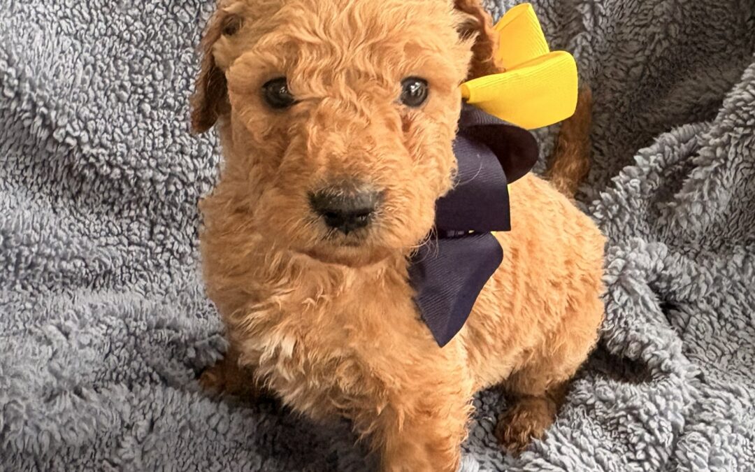 Rambo