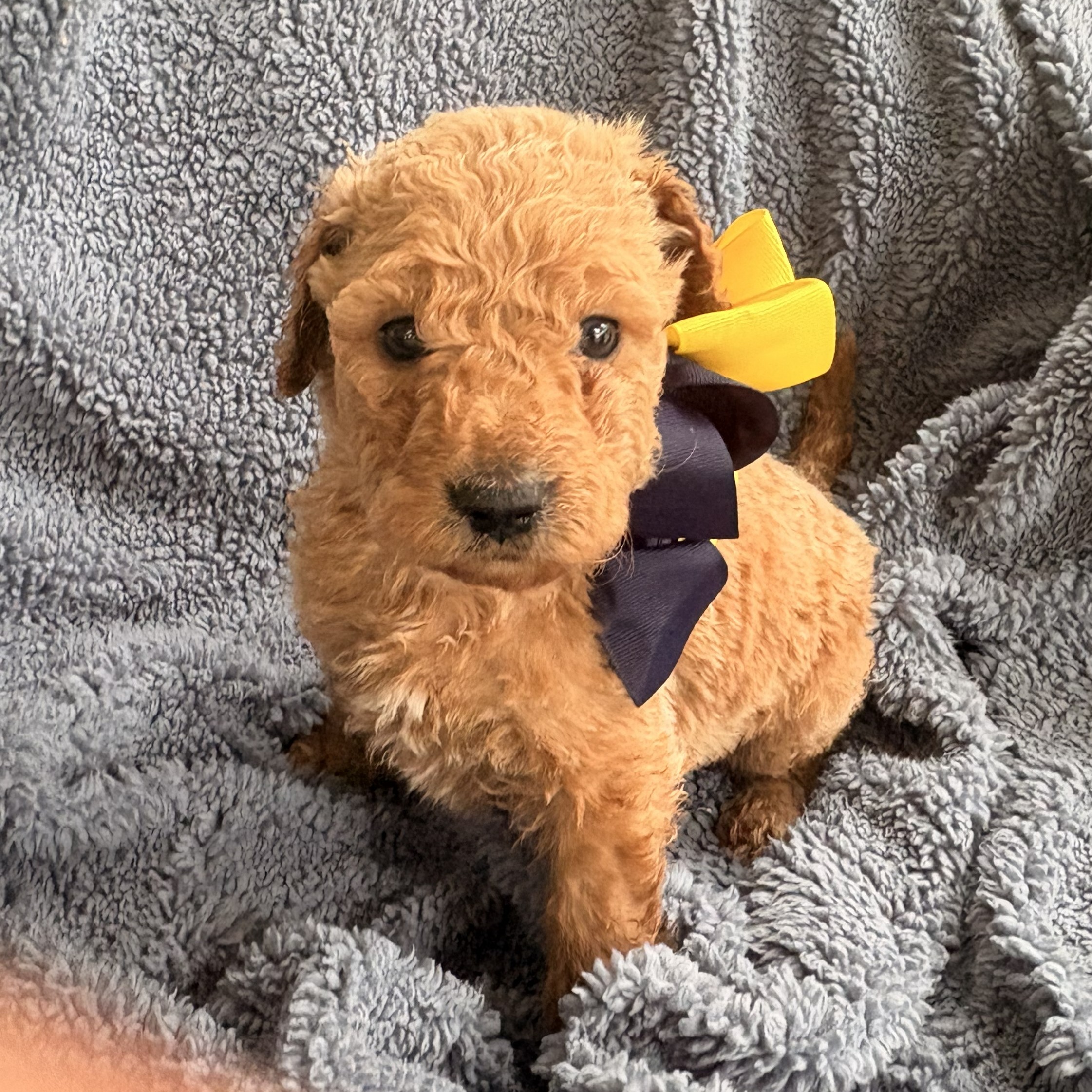 Rambo - male goldendoodle with yellow bw