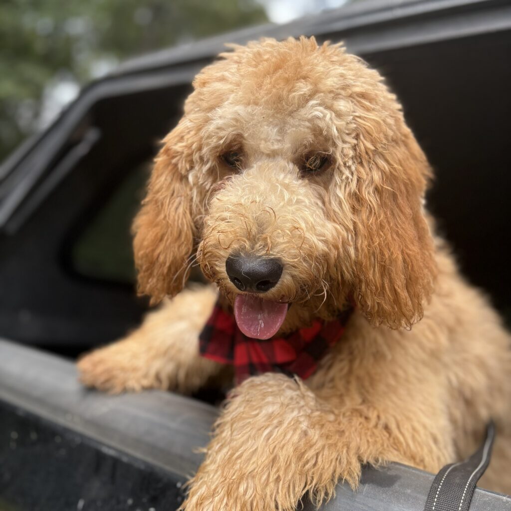 Rocco - male goldendoodle