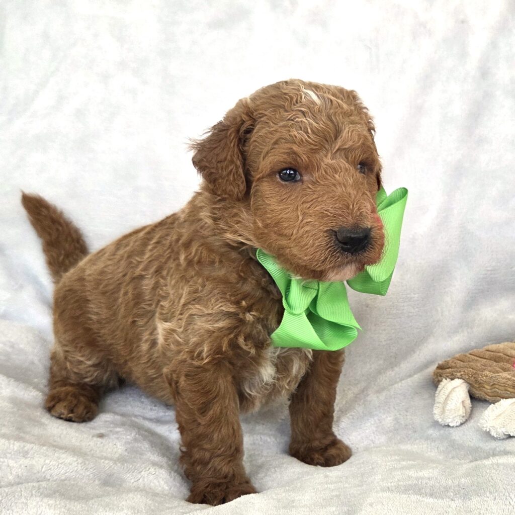 Golden F1B Goldendoodle puppy sitting outdoors from a Houston Goldendoodle breeder