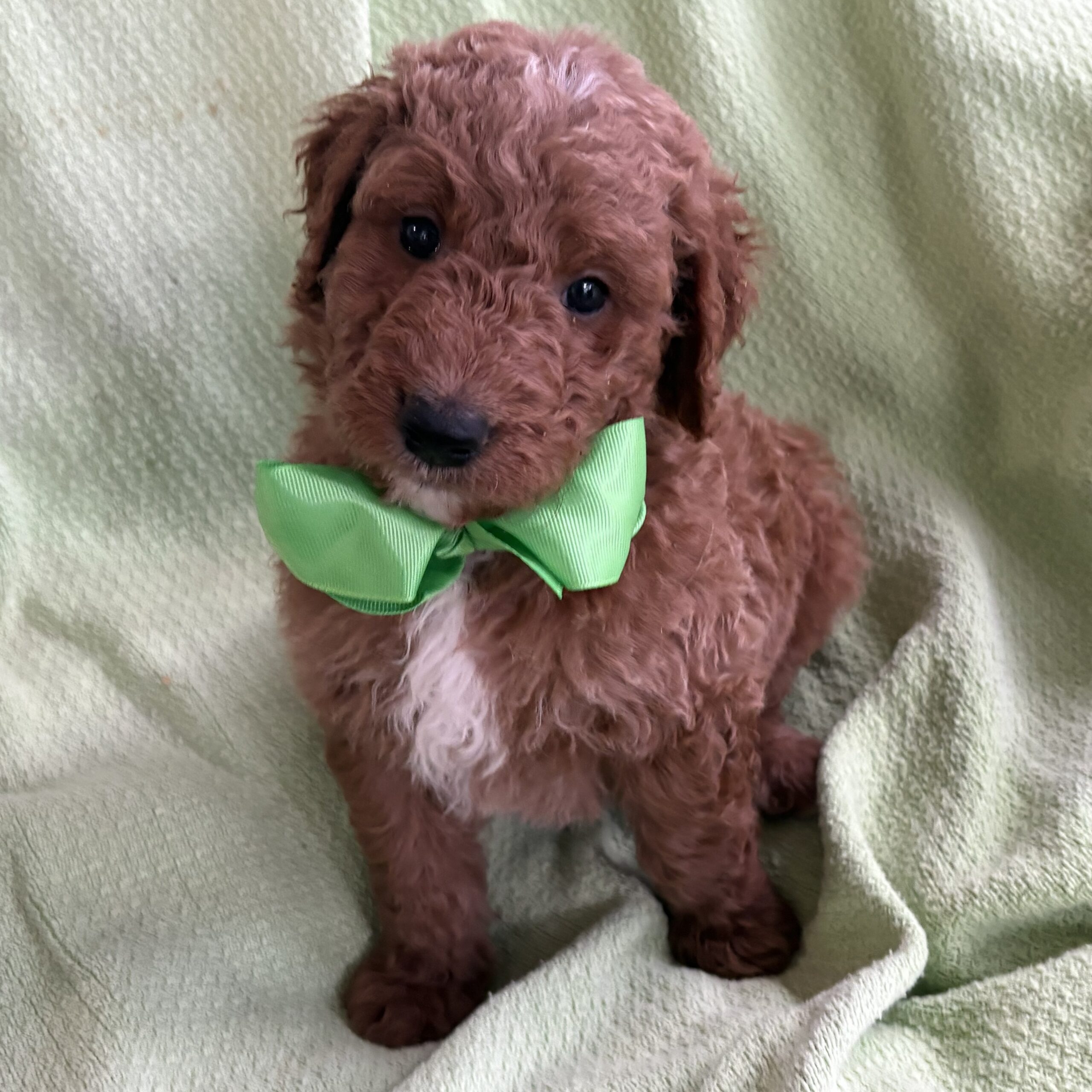 Spot - red goldendoodle with a bowtie