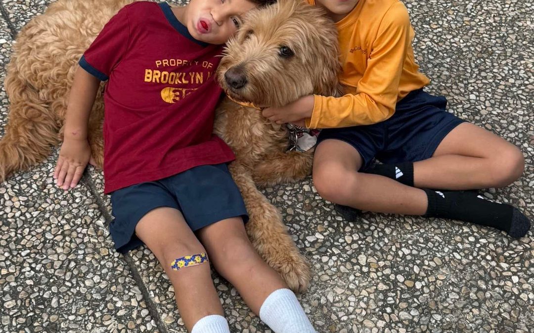 Rainfield Goldendoodles Review
