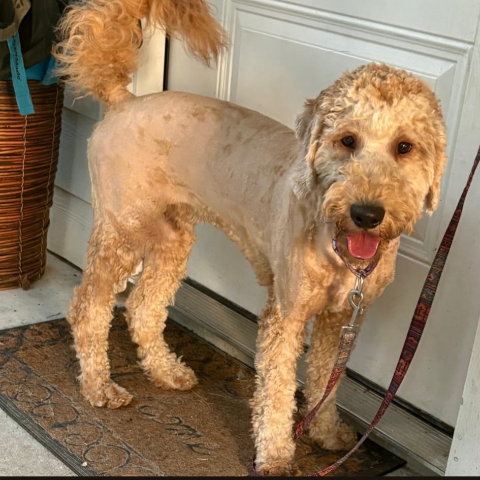older Goldendoodle puppy available at Rainfield Goldendoodles