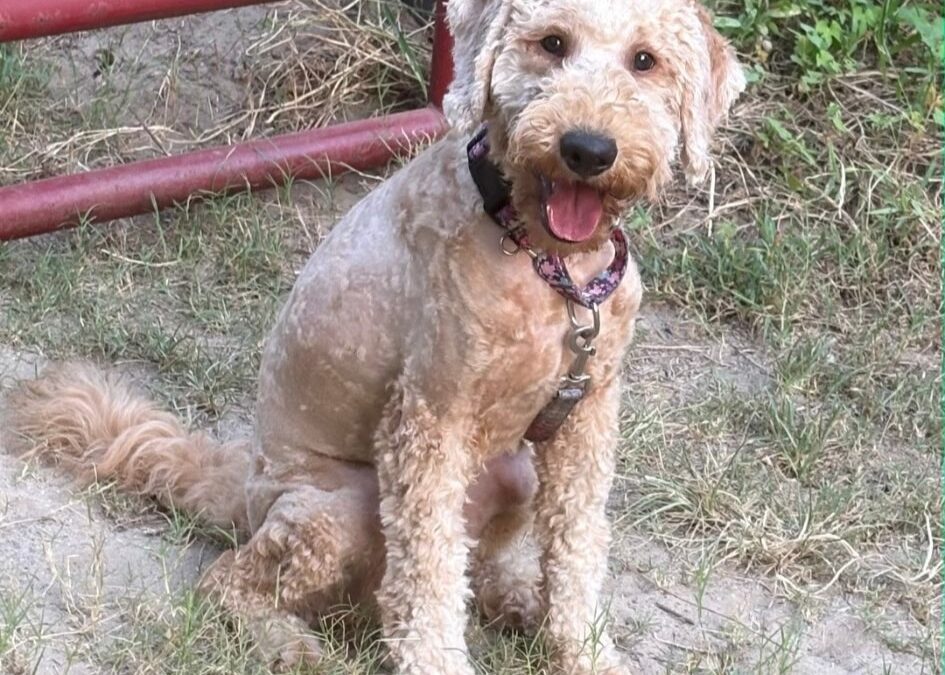 Adopt an Older Goldendoodle Puppy: Meet Rocco