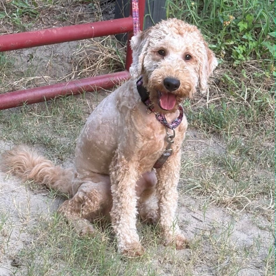 Rocco - older goldendoodle puppy for adoption
