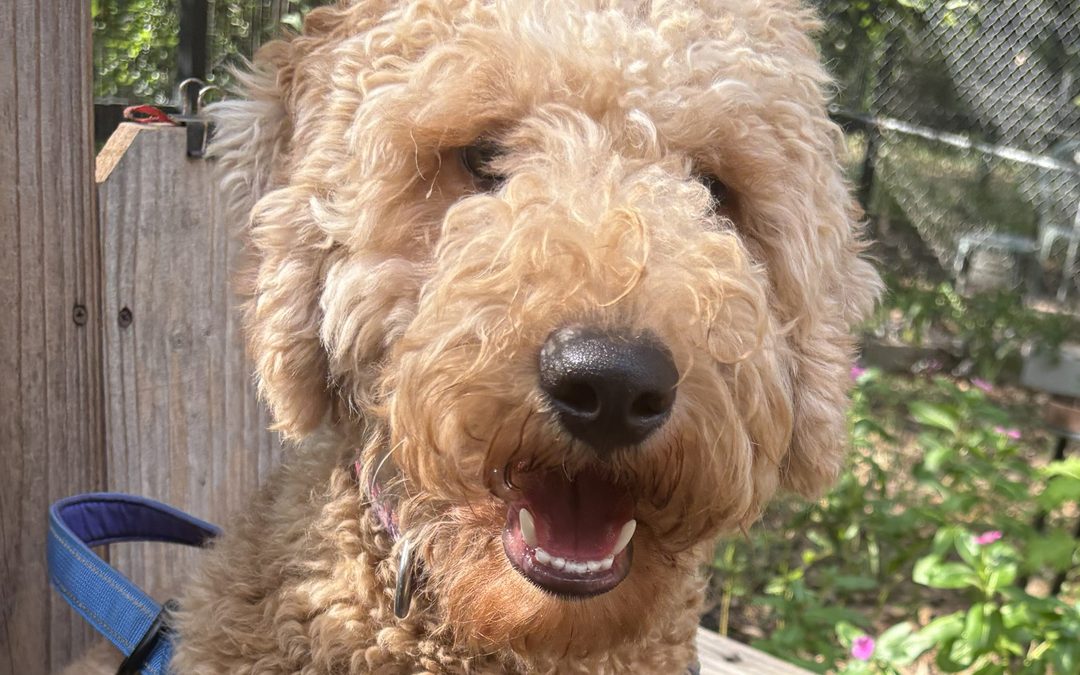Adopt an Older Goldendoodle Puppy: Meet Leo