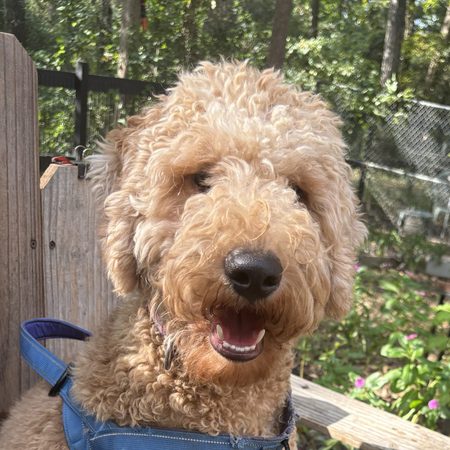Adopt an Older Goldendoodle Puppy: Meet Leo