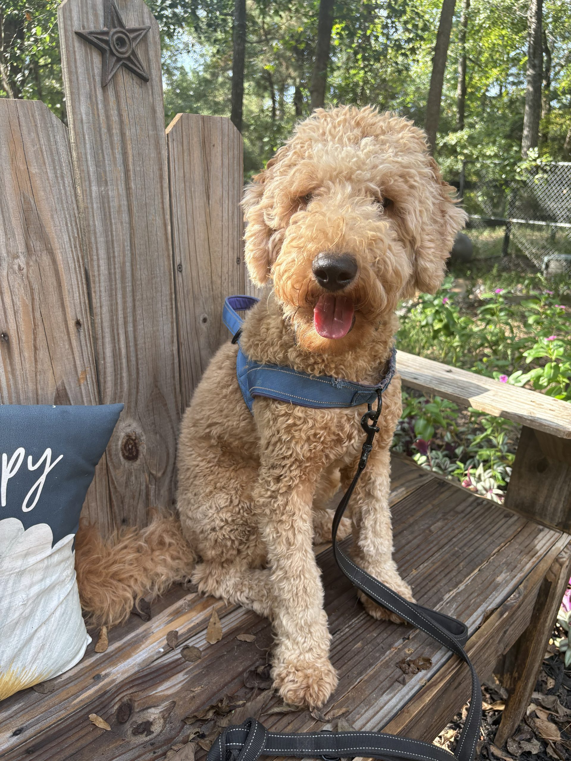 IMG_20260923_171015 Leo - neutered male goldendoodle for sale