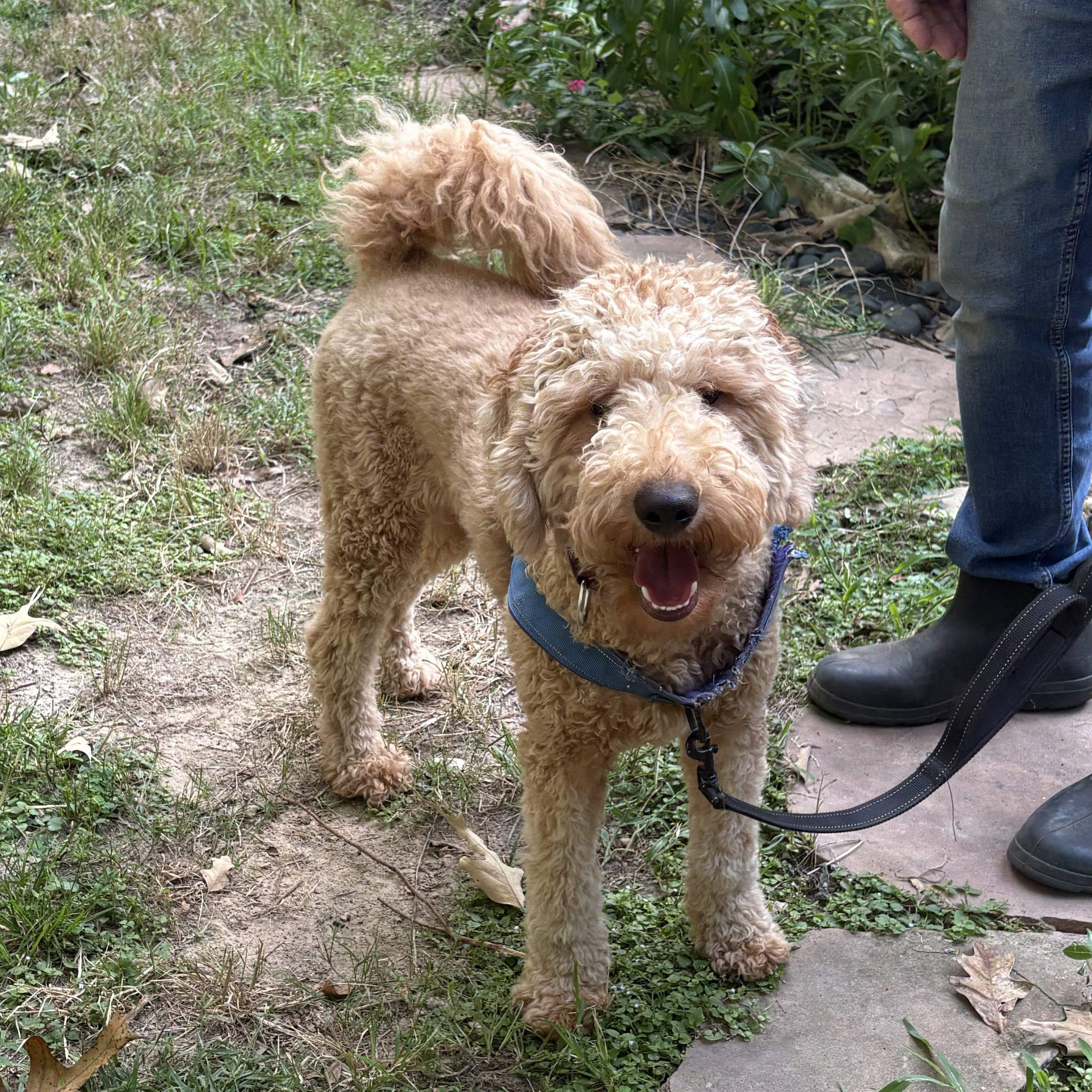 Leo- 1 Arlo - shaggy goldendoodle