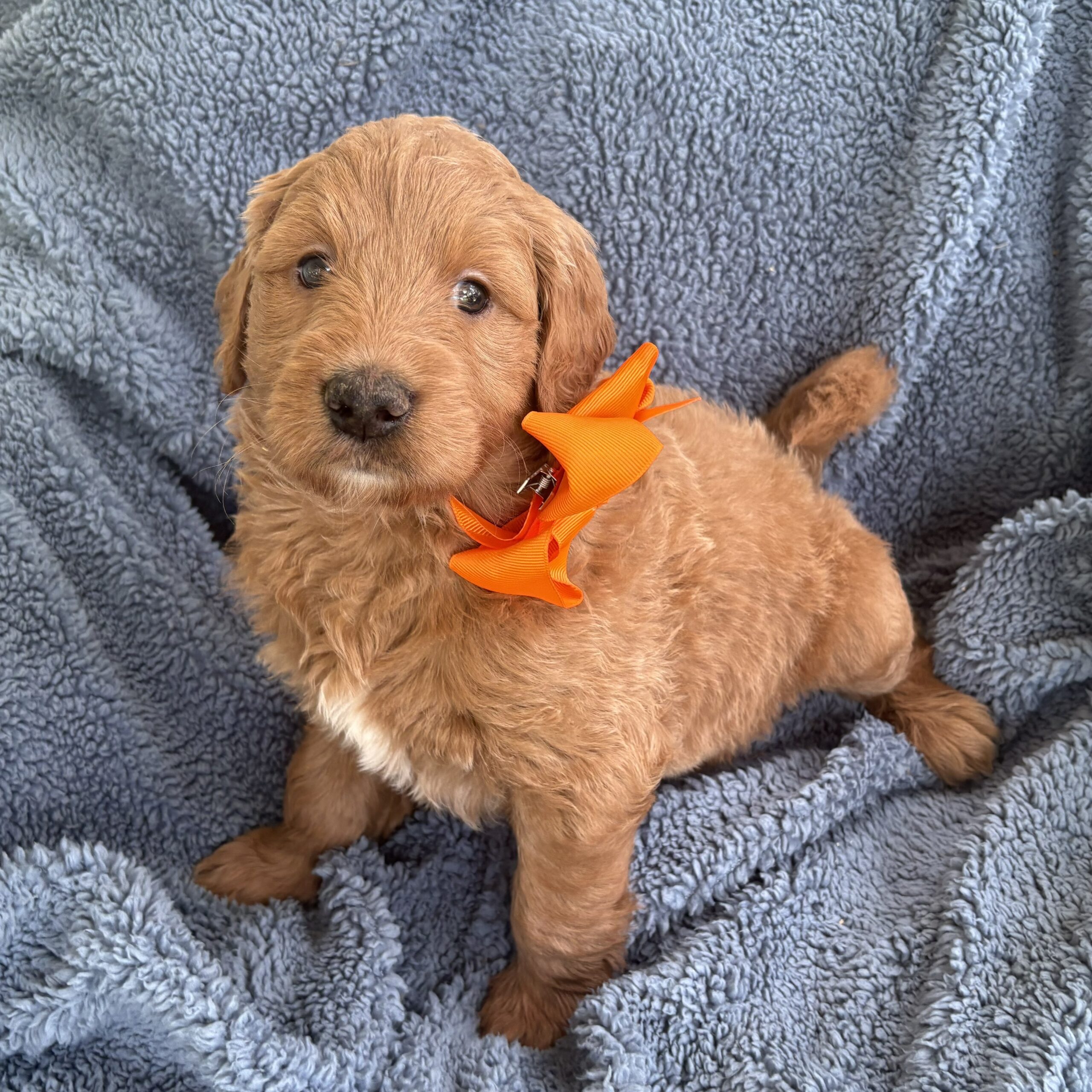Arlo - apricot goldendoodle puppy on a blanket
