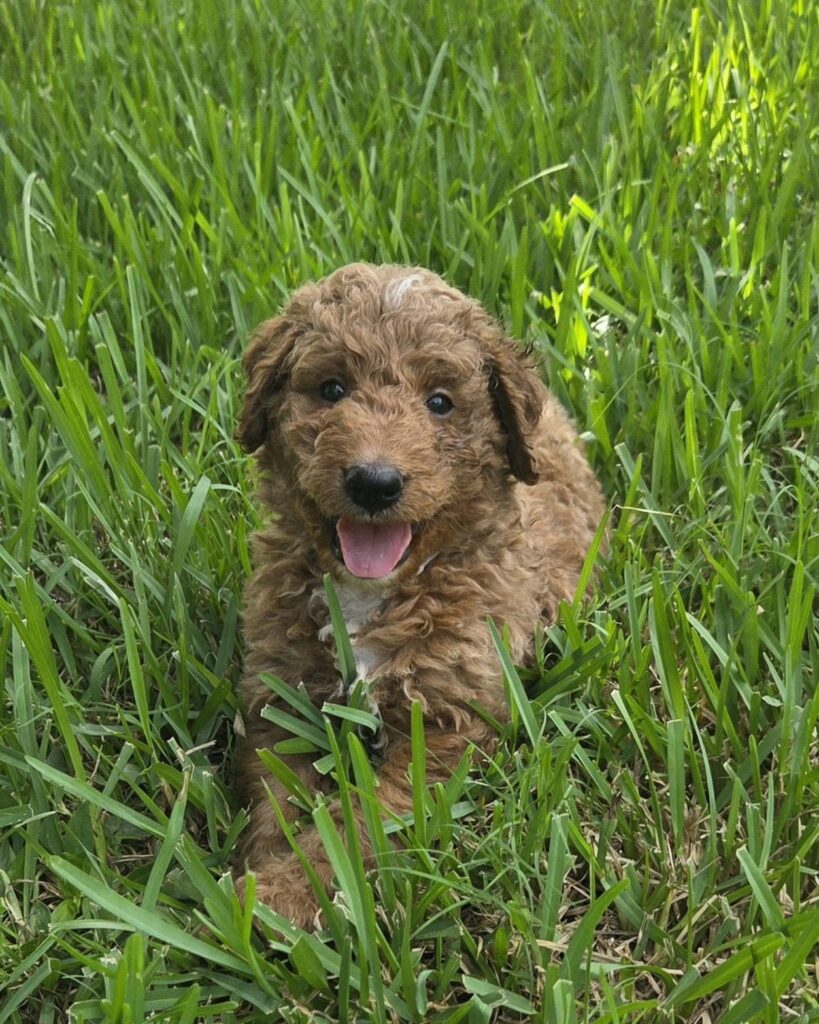 curly goldendoodle puppy
