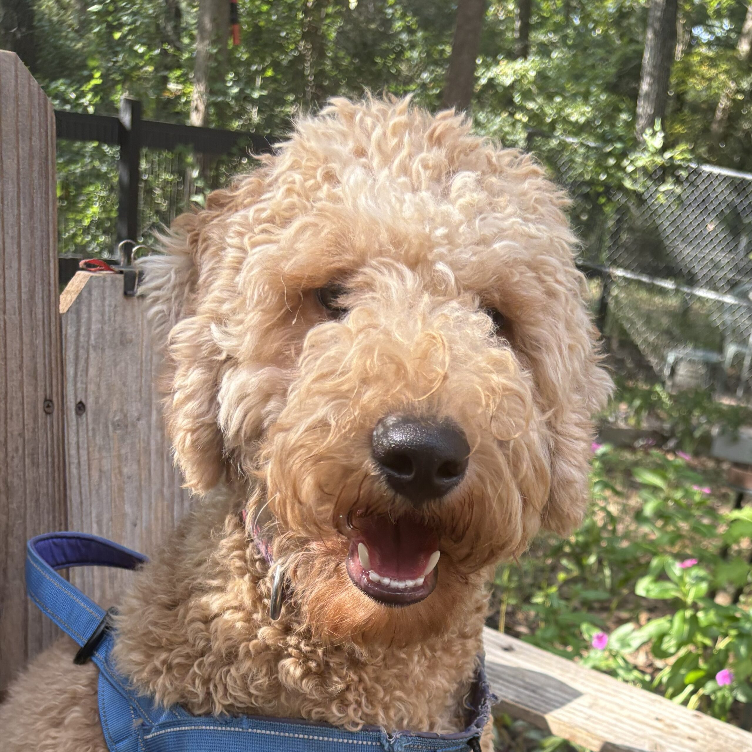Leo - older goldendoodle puppy